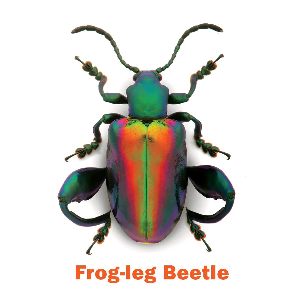 Incroyable jeu de mémoire d'insectes