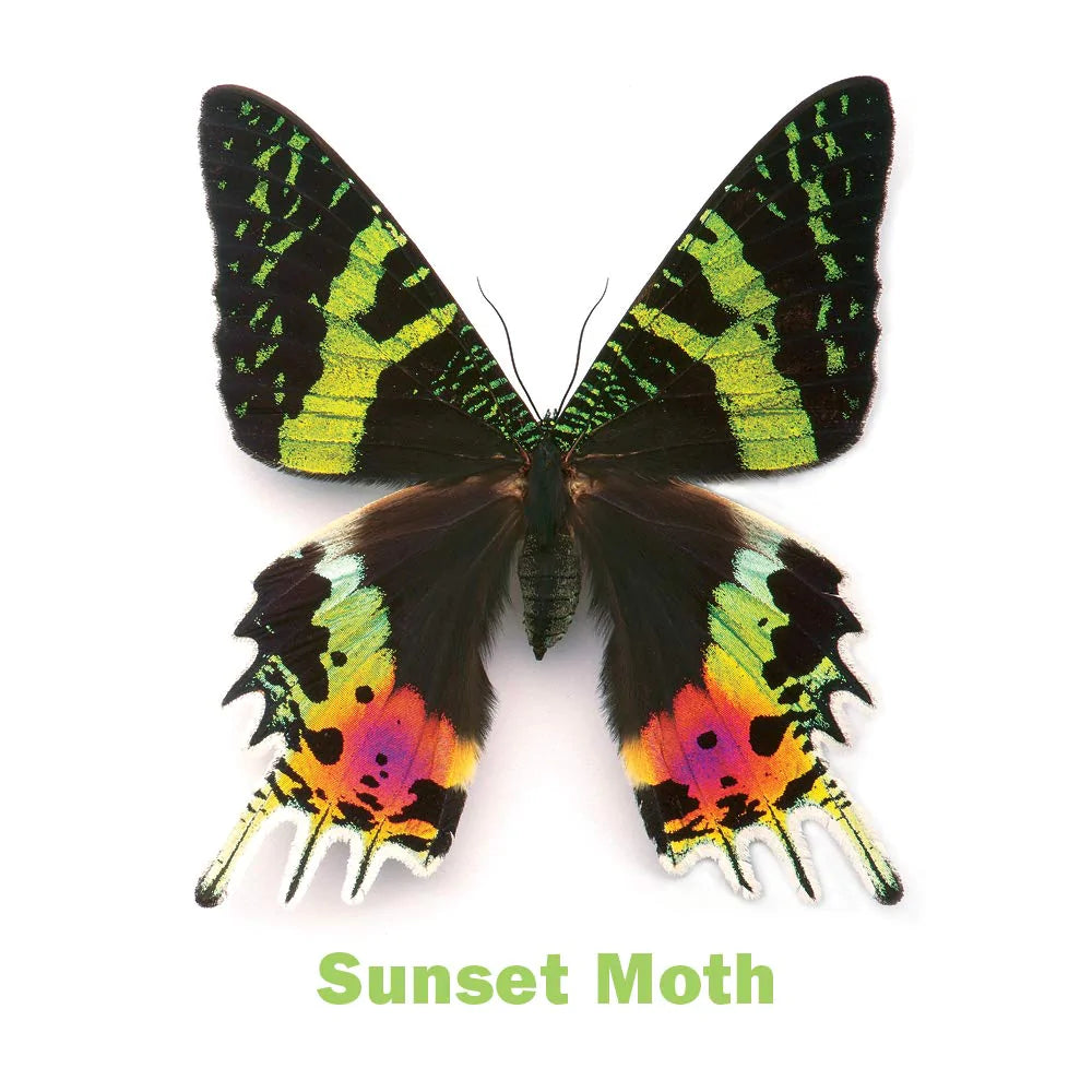 Incroyable jeu de mémoire d'insectes