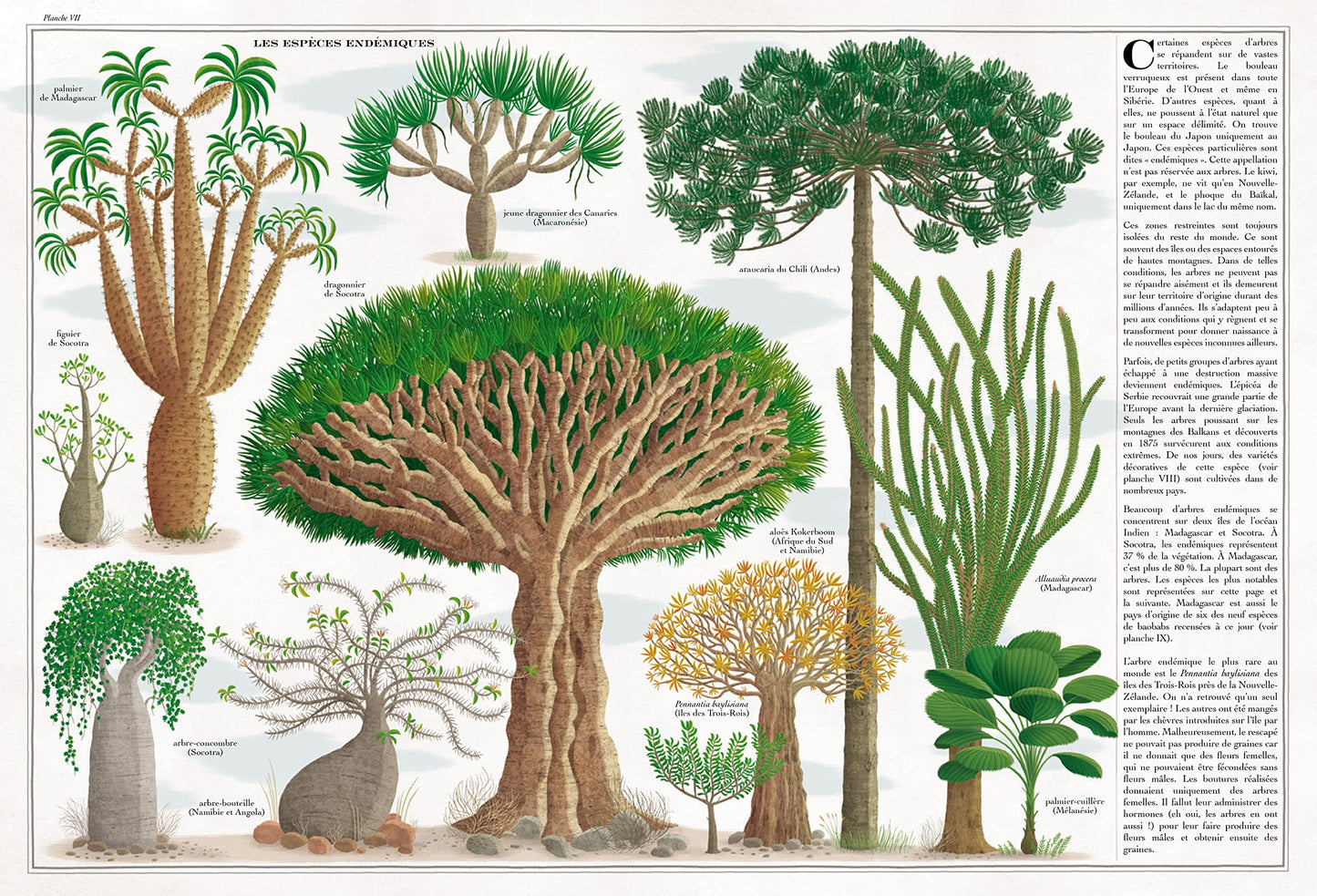 Arbres