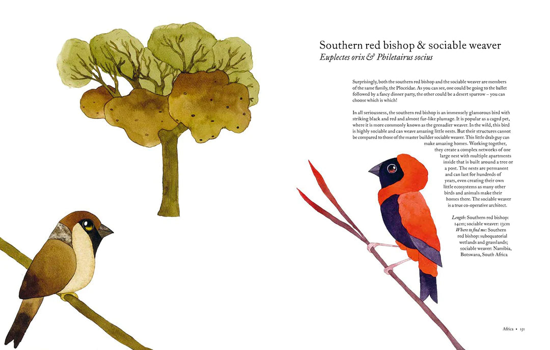 Atlas of Amazing birds /Atlas des oiseaux étonnants ( Édition Anglais)