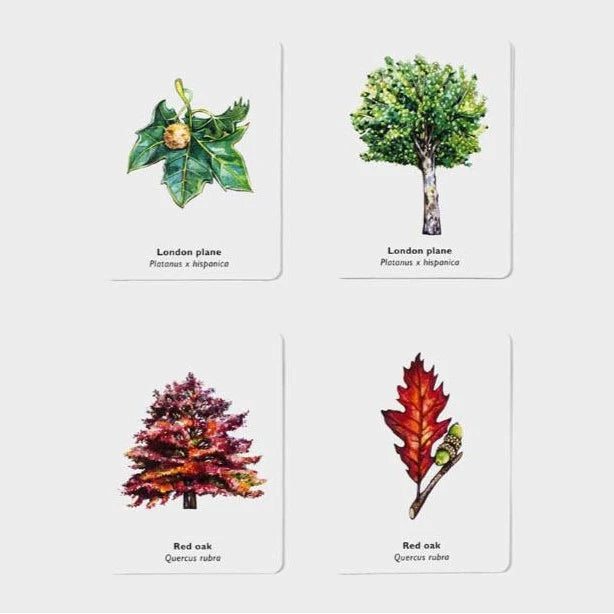 Faire correspondre un jeu de mémoire de feuilles