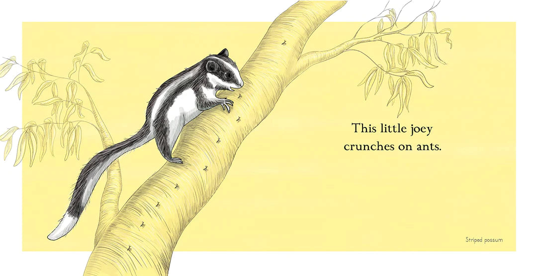 Ce petit joey (This little joey)