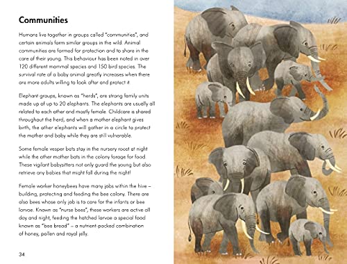 baby animals; a ladybird book