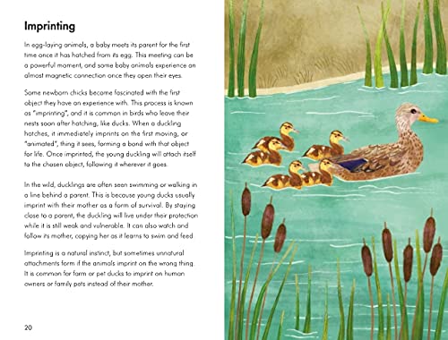 baby animals; a ladybird book