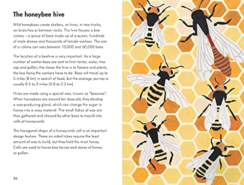 insects and minibeasts; a ladybird book