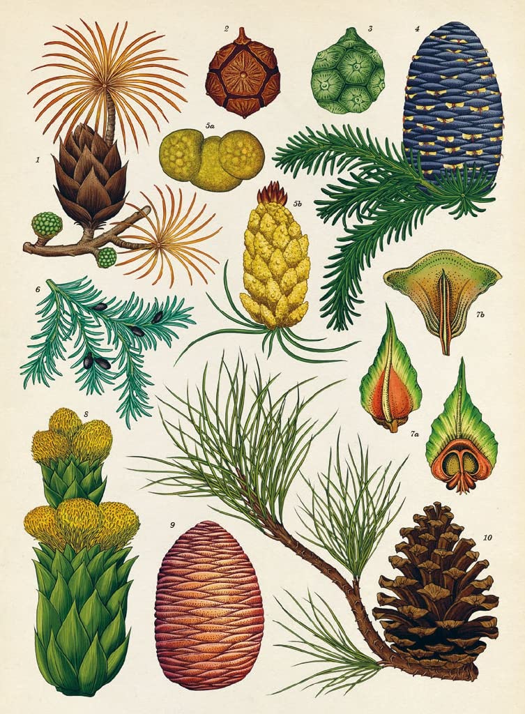 Botanicum