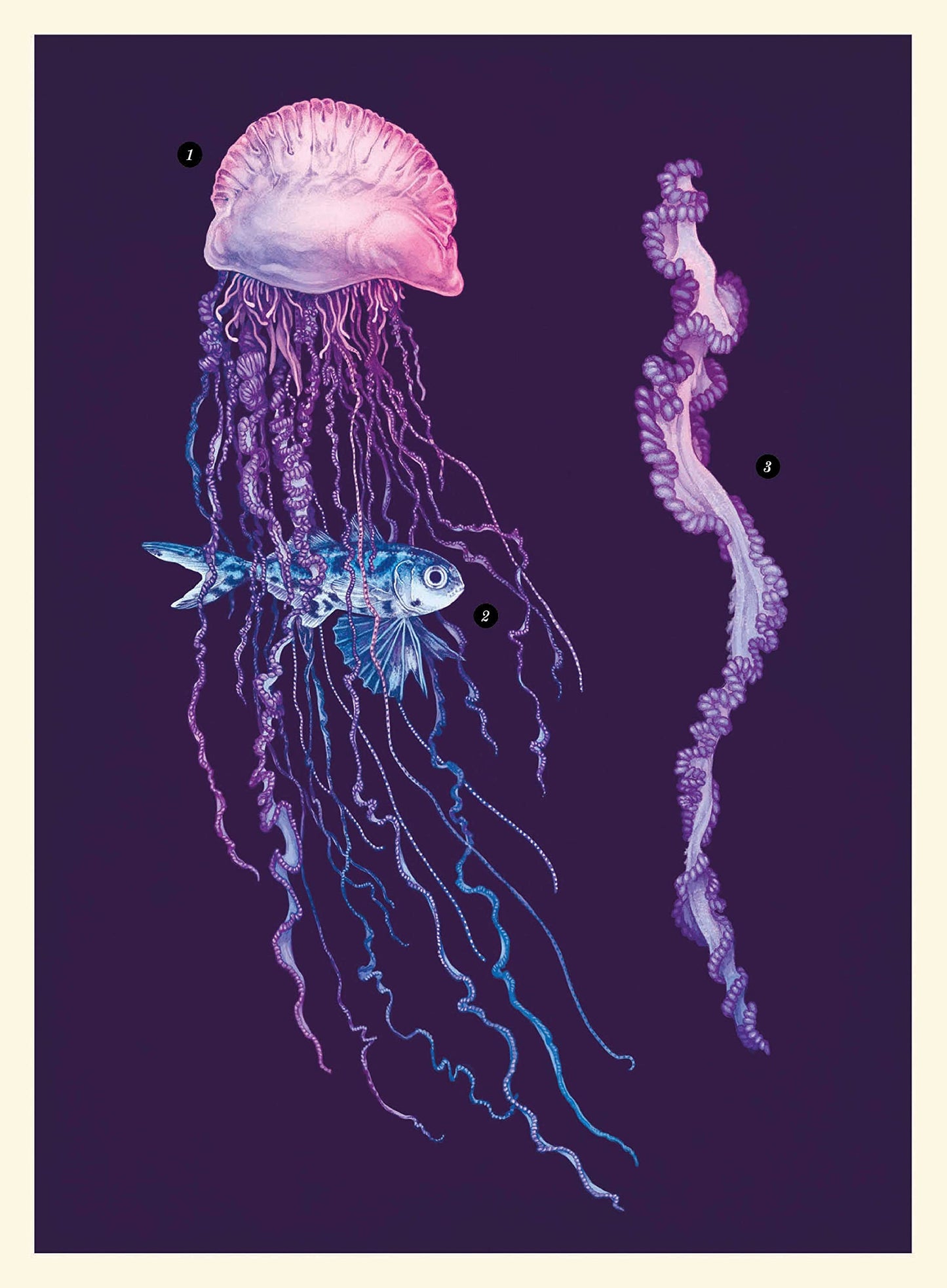 Océanarium