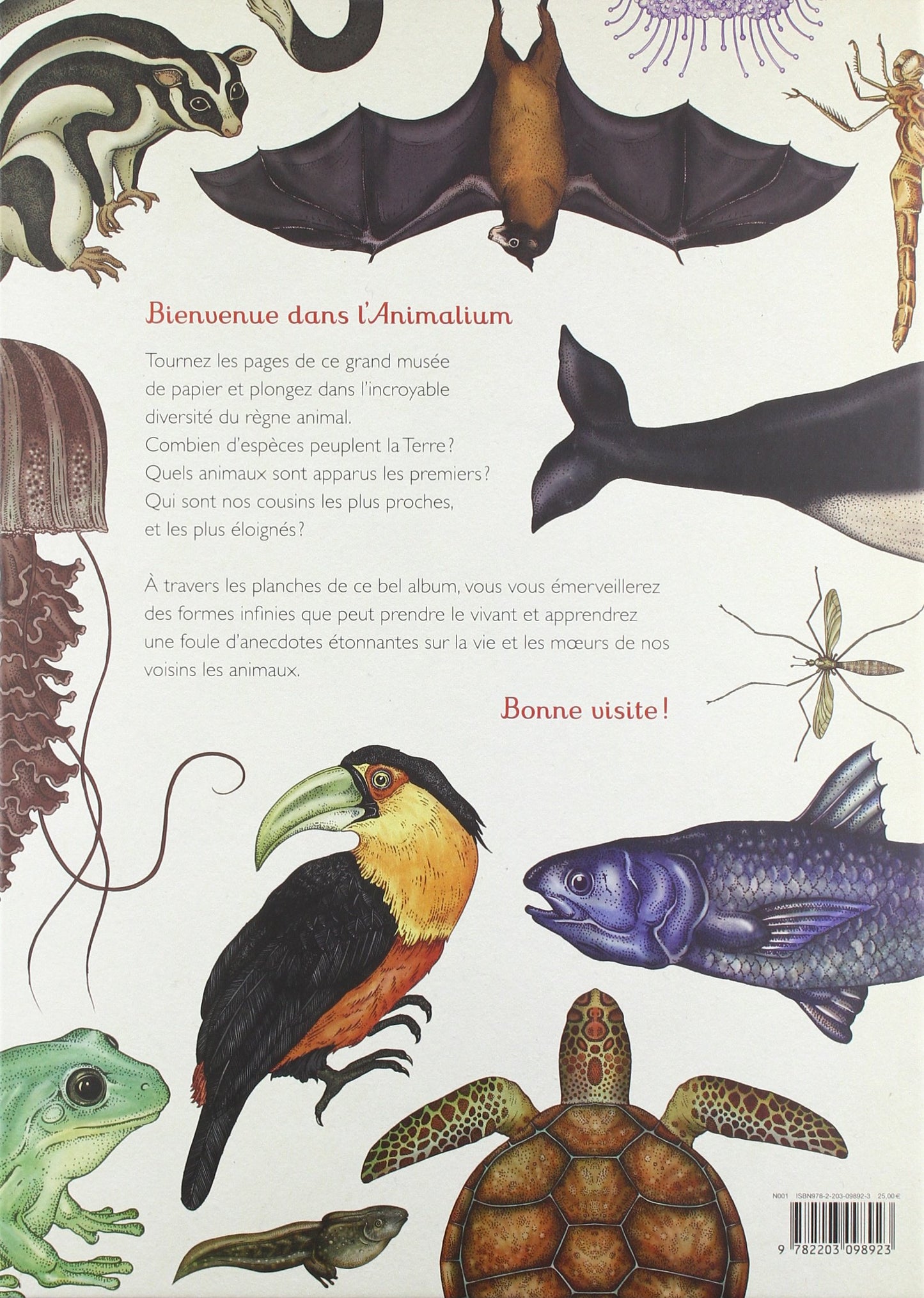 Animalium