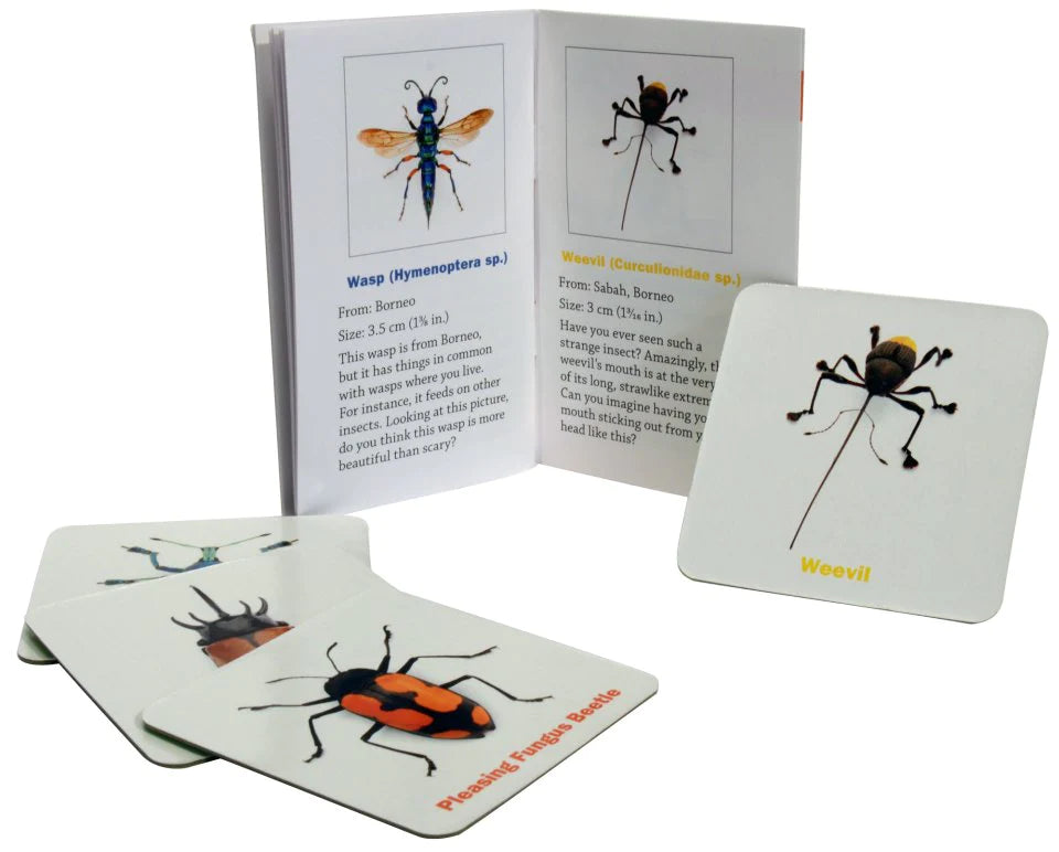 Incroyable jeu de mémoire d'insectes