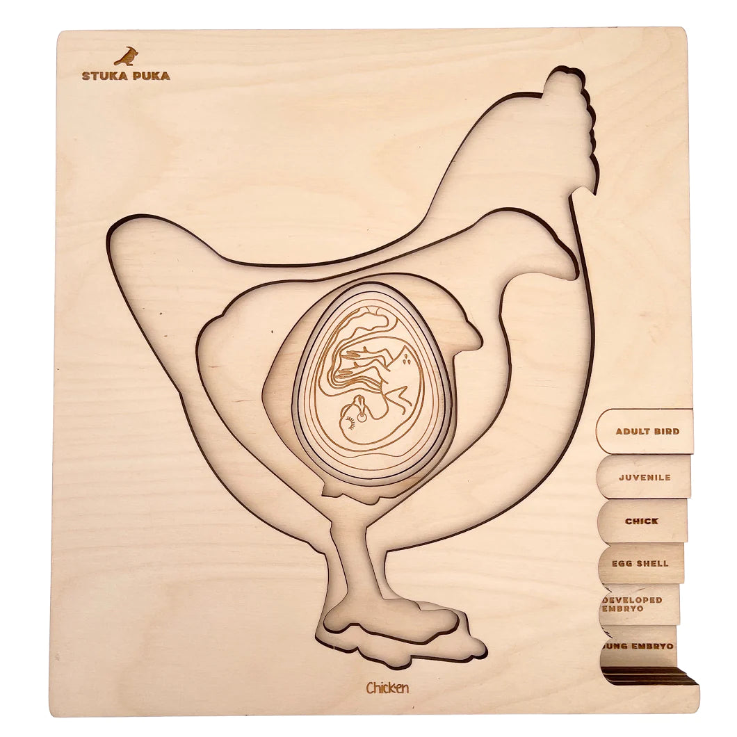 cycle de vie de la poule - puzzle en couches